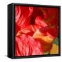 Wilting Hibiscus-Ruth Palmer-Framed Stretched Canvas