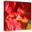 Wilting Hibiscus-Ruth Palmer-Stretched Canvas