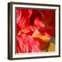 Wilting Hibiscus-Ruth Palmer-Framed Art Print