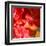 Wilting Hibiscus-Ruth Palmer-Framed Art Print