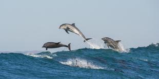 Bottlenosed Dolphins (Tursiops Truncatus) Porpoising During Annual Sardine Run-Wim van den Heever-Framed Photographic Print