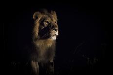 Lion (Panthera Leo) Male in Darkness, Okavango Delta, Botswana-Wim van den Heever-Photographic Print