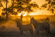 Plains Zebra (Equus Quagga) at Sunset, Savuti Marsh, Botswana-Wim van den Heever-Photographic Print