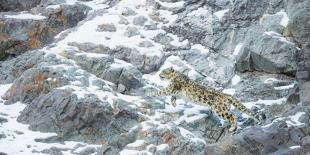 Leopard (Panthera Pardus) Hunting Springbok (Antidorcas Marsupialis) Etosha-Wim van den Heever-Photographic Print