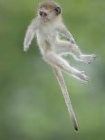 Vervet Monkey (Chlorocebus Pygerythrus) Baby Jumping Between Branches, Photographed Mid Air-Wim van den Heever-Photographic Print
