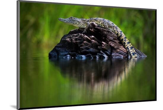 Photographic Print, , large