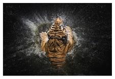 Tiger Splash-Win Leslee-Giclee Print