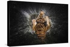 Tiger Splash-Win Leslee-Stretched Canvas