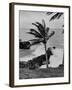 Wind Blowing the Palm Trees and the Waves Pounding on the Jamaica Coastline-null-Framed Photographic Print