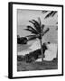 Wind Blowing the Palm Trees and the Waves Pounding on the Jamaica Coastline-null-Framed Photographic Print