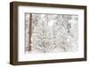 Wind-blown frosted snow on trees, Mt. Hood National Forest, Oregon-Stuart Westmorland-Framed Photographic Print