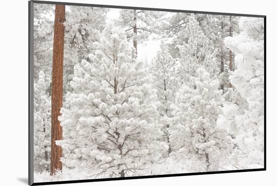 Wind-blown frosted snow on trees, Mt. Hood National Forest, Oregon-Stuart Westmorland-Mounted Photographic Print