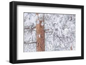 Wind-blown frosted snow on trees, Mt. Hood National Forest, Oregon-Stuart Westmorland-Framed Photographic Print