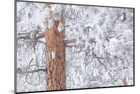 Wind-blown frosted snow on trees, Mt. Hood National Forest, Oregon-Stuart Westmorland-Mounted Photographic Print