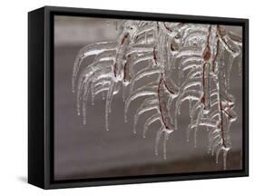 Wind-Blown Icicles Cling to Limbs after an Ice Storm Left a 2-Inch-Thick Coating-null-Framed Stretched Canvas