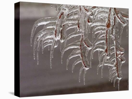 Wind-Blown Icicles Cling to Limbs after an Ice Storm Left a 2-Inch-Thick Coating-null-Stretched Canvas