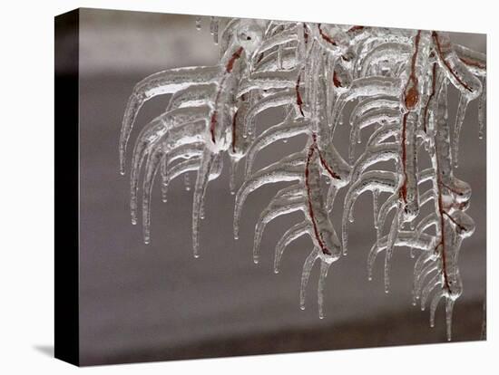 Wind-Blown Icicles Cling to Limbs after an Ice Storm Left a 2-Inch-Thick Coating-null-Stretched Canvas