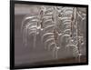 Wind-Blown Icicles Cling to Limbs after an Ice Storm Left a 2-Inch-Thick Coating-null-Framed Photographic Print