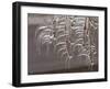 Wind-Blown Icicles Cling to Limbs after an Ice Storm Left a 2-Inch-Thick Coating-null-Framed Photographic Print