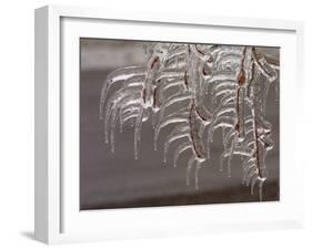 Wind-Blown Icicles Cling to Limbs after an Ice Storm Left a 2-Inch-Thick Coating-null-Framed Photographic Print