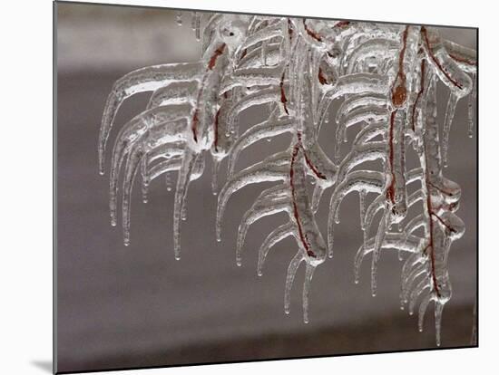 Wind-Blown Icicles Cling to Limbs after an Ice Storm Left a 2-Inch-Thick Coating-null-Mounted Photographic Print