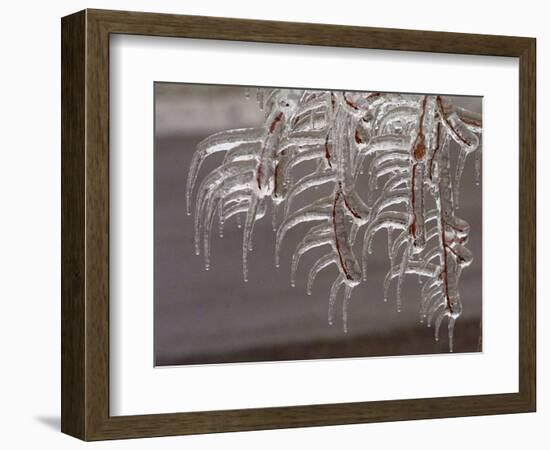 Wind-Blown Icicles Cling to Limbs after an Ice Storm Left a 2-Inch-Thick Coating-null-Framed Photographic Print