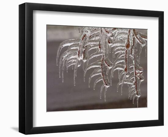 Wind-Blown Icicles Cling to Limbs after an Ice Storm Left a 2-Inch-Thick Coating-null-Framed Photographic Print