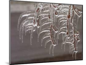 Wind-Blown Icicles Cling to Limbs after an Ice Storm Left a 2-Inch-Thick Coating-null-Mounted Photographic Print