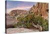 Wind-Blown Juniper Tree, Joshua Tree National Park, California, USA-Jaynes Gallery-Stretched Canvas