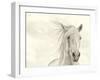 Wind Blown Mane I-PHBurchett-Framed Art Print