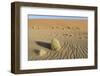 Wind-blown patterns and vegetation on desert sand dune, Sossusvlei, Namib Desert, Namib-Naukluft-Shem Compion-Framed Photographic Print