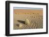 Wind-blown patterns and vegetation on desert sand dune, Sossusvlei, Namib Desert, Namib-Naukluft-Shem Compion-Framed Photographic Print