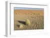 Wind-blown patterns and vegetation on desert sand dune, Sossusvlei, Namib Desert, Namib-Naukluft-Shem Compion-Framed Photographic Print