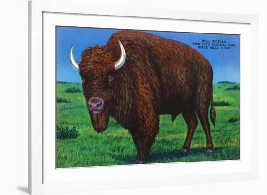 Wind Cave Nat'l Park, South Dakota - Bull Buffalo in Black Hills-Lantern Press-Framed Art Print