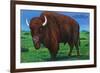 Wind Cave Nat'l Park, South Dakota - Bull Buffalo in Black Hills-Lantern Press-Framed Art Print