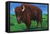 Wind Cave Nat'l Park, South Dakota - Bull Buffalo in Black Hills-Lantern Press-Framed Stretched Canvas