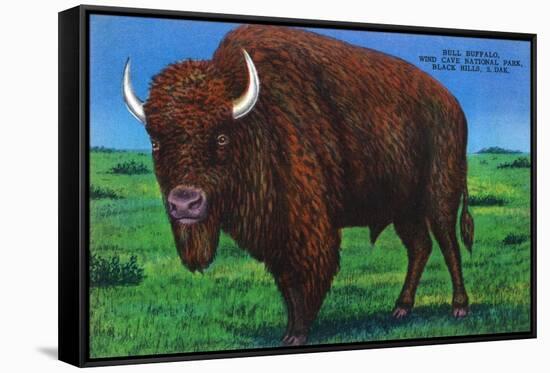 Wind Cave Nat'l Park, South Dakota - Bull Buffalo in Black Hills-Lantern Press-Framed Stretched Canvas