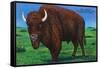 Wind Cave Nat'l Park, South Dakota - Bull Buffalo in Black Hills-Lantern Press-Framed Stretched Canvas