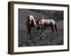 Wind Dance-Sally Linden-Framed Photo