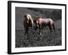 Wind Dance-Sally Linden-Framed Photo