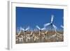 Wind Farm near Palm Springs.-Jon Hicks-Framed Photographic Print