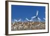 Wind Farm near Palm Springs.-Jon Hicks-Framed Photographic Print