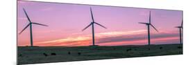 Wind farm with cows at sunrise, Cowley, Alberta, Canada-null-Mounted Photographic Print