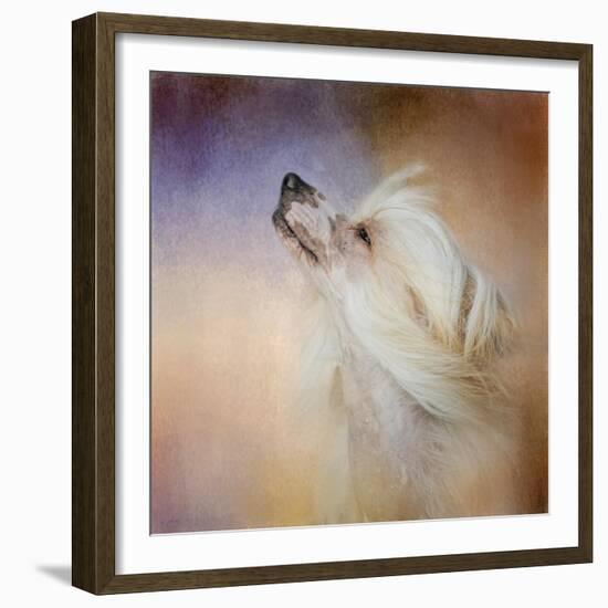 Wind in Her Hair Chinese Crested-Jai Johnson-Framed Giclee Print