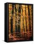 Wind in the Trees-Philippe Sainte-Laudy-Framed Stretched Canvas