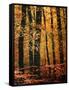 Wind in the Trees-Philippe Sainte-Laudy-Framed Stretched Canvas