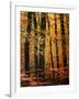 Wind in the Trees-Philippe Sainte-Laudy-Framed Premium Photographic Print