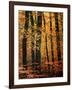 Wind in the Trees-Philippe Sainte-Laudy-Framed Premium Photographic Print