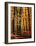 Wind in the Trees-Philippe Sainte-Laudy-Framed Photographic Print