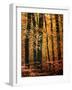 Wind in the Trees-Philippe Sainte-Laudy-Framed Photographic Print